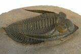 Gorgeous Zlichovaspis Trilobite - Orange Eyes #310618-2